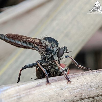 robber fly