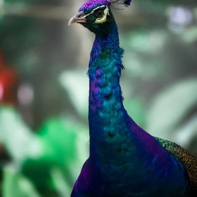 Peacock