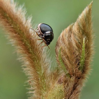 Plataspidae