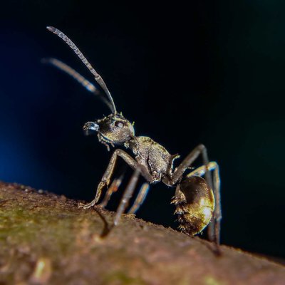 Searching food at night.