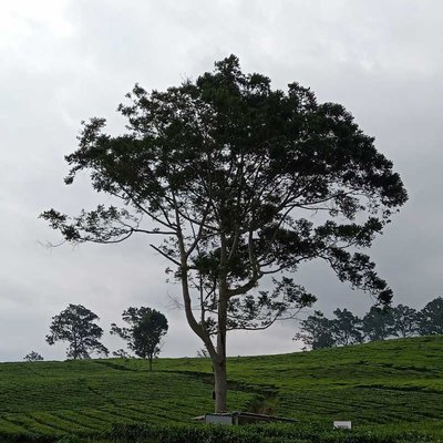 Trees among tea plants