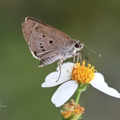 Skipper Butterfly