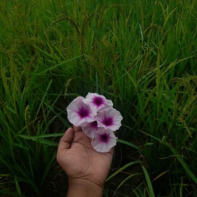 🌸