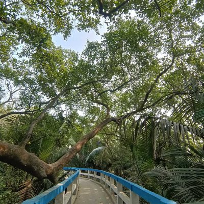 GOLPATA FOREST (MINI SUNDERBAN),TAKI