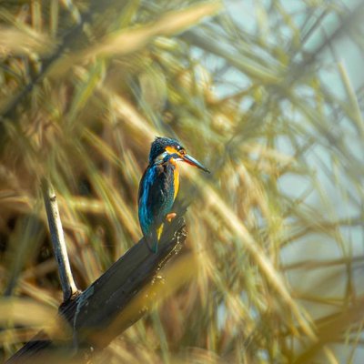 common kingfisher