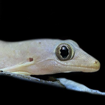 Gecko