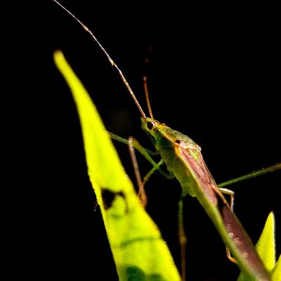 Leptocorisa (rice ear 🐛 bug)