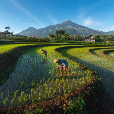 Trawas Farmer 