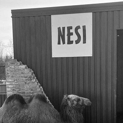 🐫
