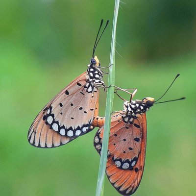 Acraea terpsicore