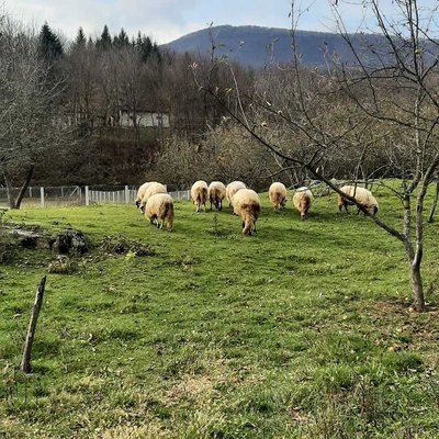 🐑🌲🌳🍃