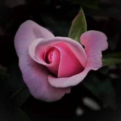 Rose baby pink colour 
