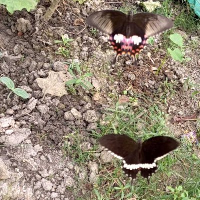 Two butterflies 