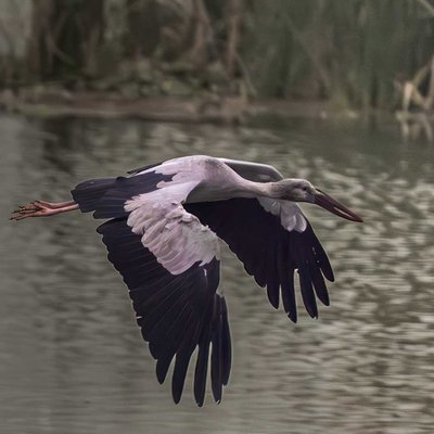 Asian openbill 