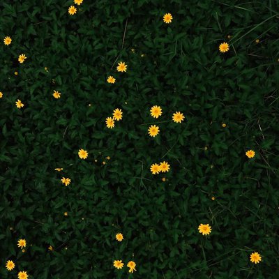 Tiny flowers ✨