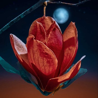 Flower🤩😍❤️