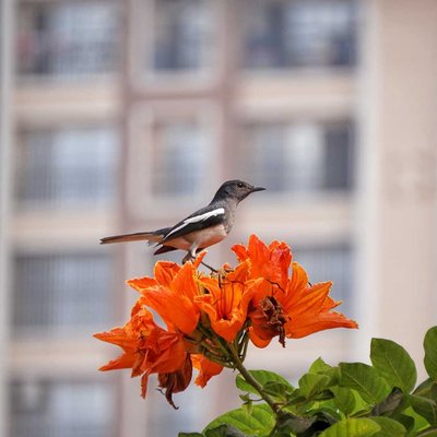 Beautiful Bird 