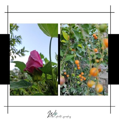 Garden 🏡