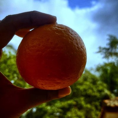 Jeruk Mandarin