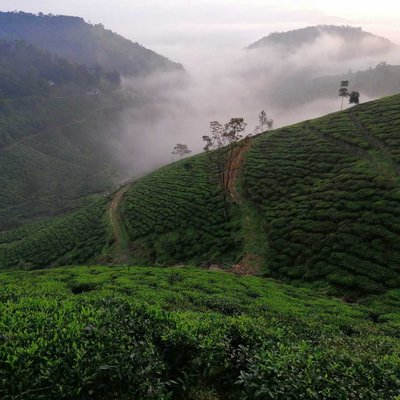 Early Morning view at Tes Estate 