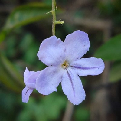sinyo Nakal 