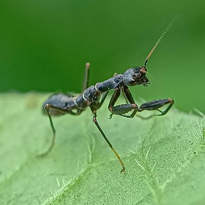 ant-mimic-mantis
