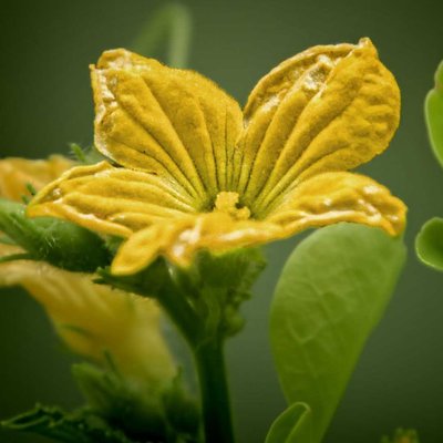 Cucumber Flower