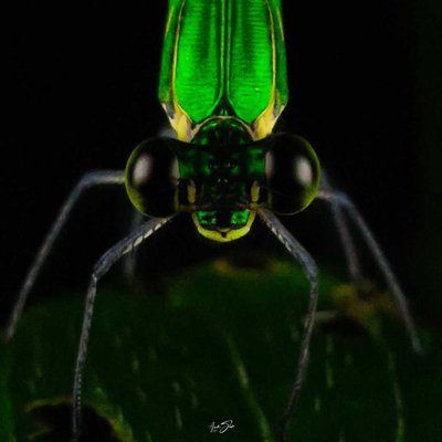 mobile macrophotography (ചെറിയ തണൽ തുമ്പി )