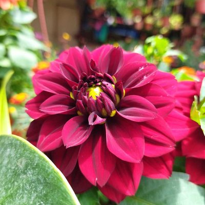 Flower to cheer you up.