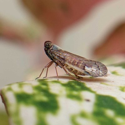 Cixiidae