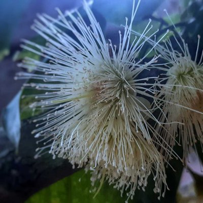 Bunga Jambu Air