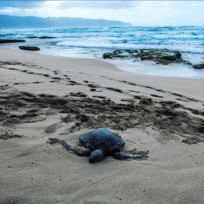 Turtle. 🐢