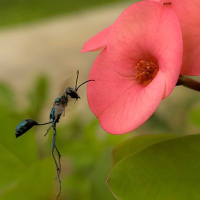 Chalybion flebile