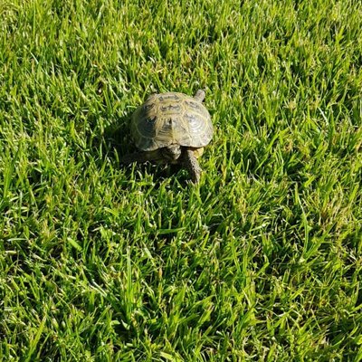 🐢