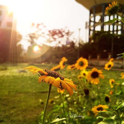 Sunflower 🌻 