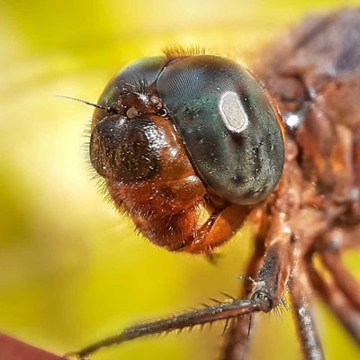Dragonfly 