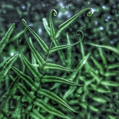 Pakis (Fern)