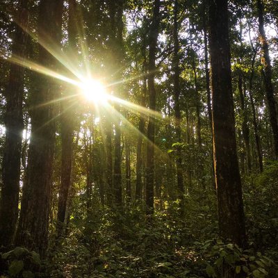 Morning Rays