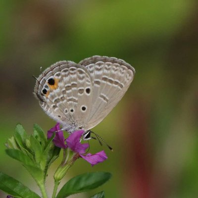 Luthrodes pandava