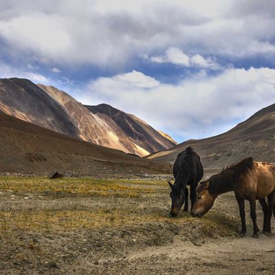 TWO HORSES