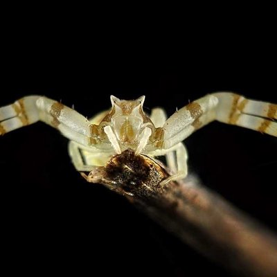 Crab spider