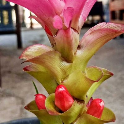 Temu Hitam