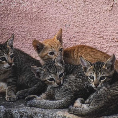 Cats