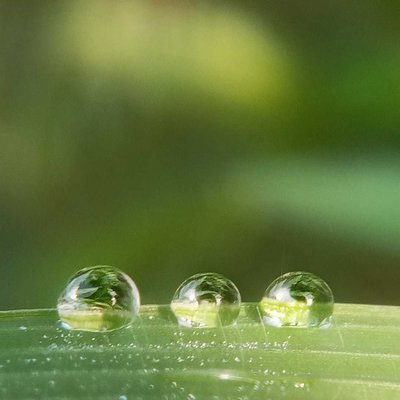 dew
