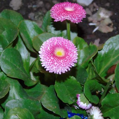 Beauty Of Nature