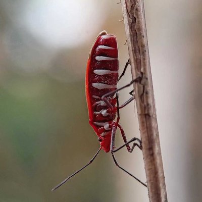 Red cotton