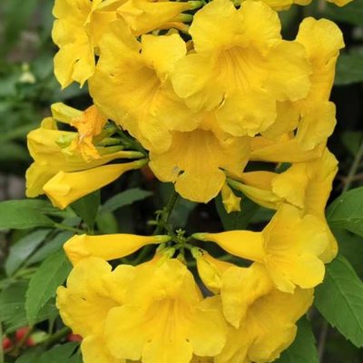 Yellow Elder Tecoma