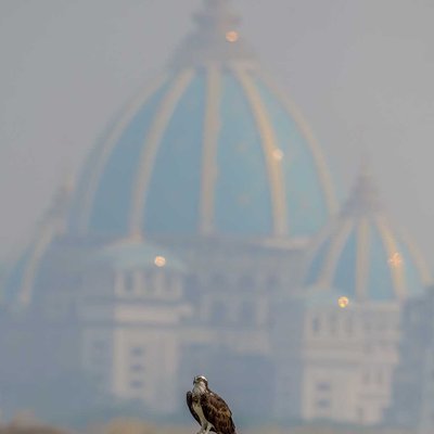 Mighty OSPREY & Iscon temple on backdrop