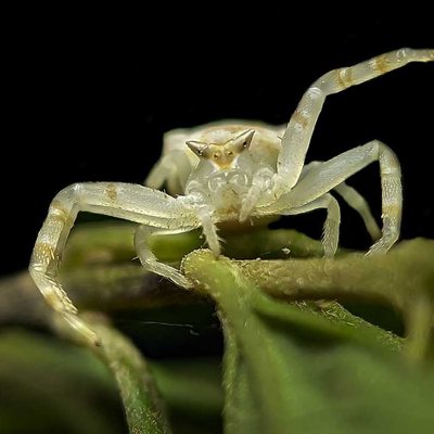 Crab spider 🕸️