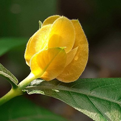 Pachystachys lutea